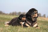 DOGUE DU TIBET 532